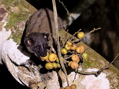 Arctogalidia trivirgata