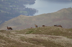 Cervus elaphus elaphus