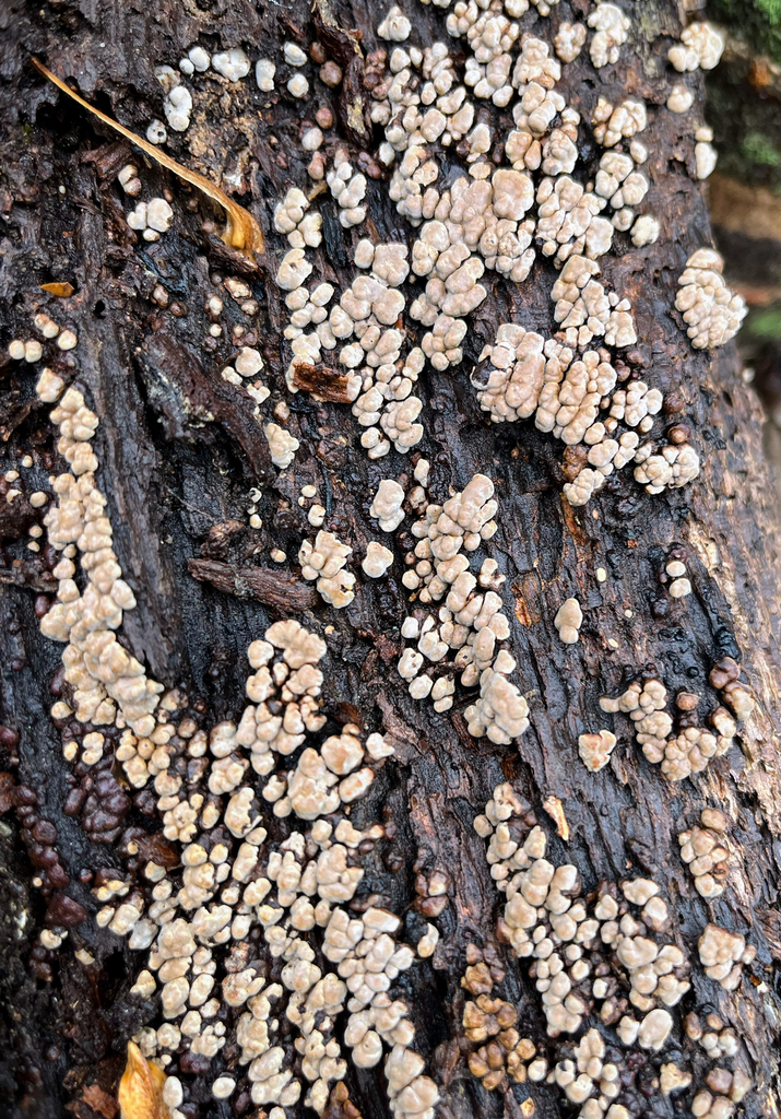 Xylobolus frustulatus · November 2025 · photo: © motherearthsfeathers (iNaturalist, cc-by)