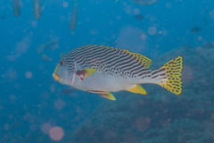 Plectorhinchus lineatus