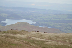 Cervus elaphus elaphus