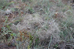Prangos trifida