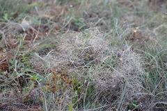 Prangos trifida