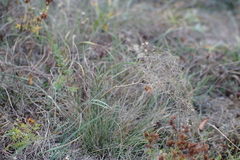 Prangos trifida