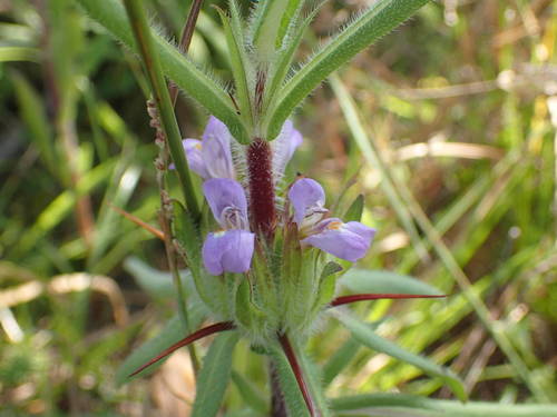 Hygrophila schulli image