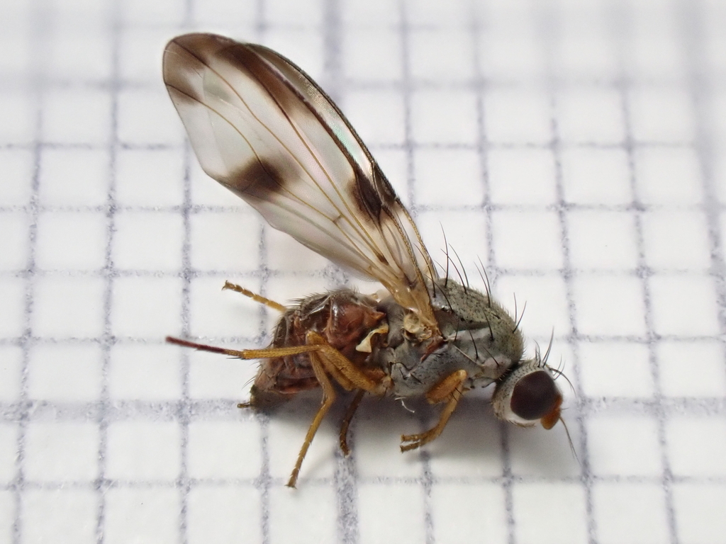 Palloptera usta