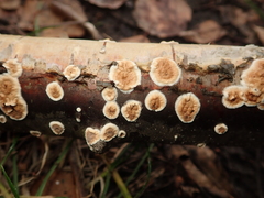 Cylindrobasidium laeve