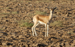 Gazella bennettii