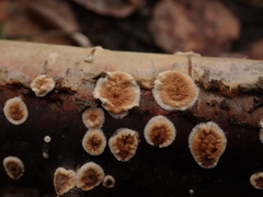 Cylindrobasidium laeve