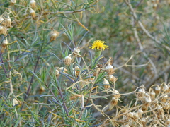 Senecio subulatus erectus