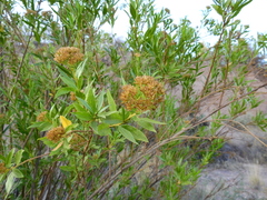 Tessaria dodonaeifolia