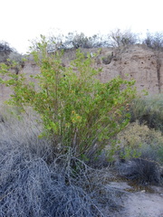 Tessaria dodonaeifolia