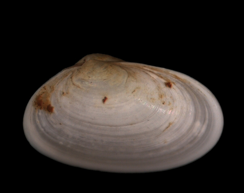 Rusty Urchin-shell