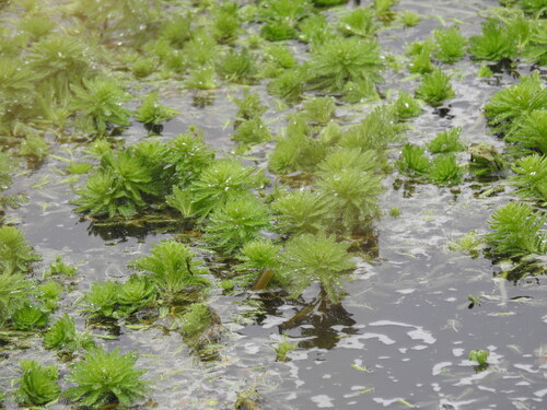 Myriophyllum aquaticum