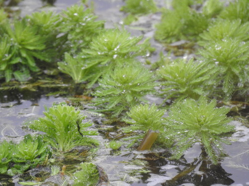 Myriophyllum aquaticum