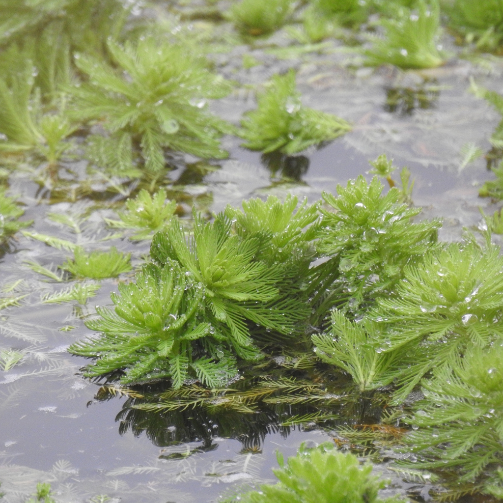 Myriophyllum aquaticum, Surrey, BC, Canada
