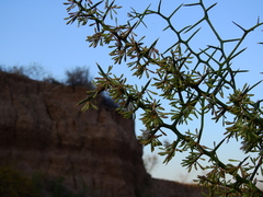 Hualania colletioides
