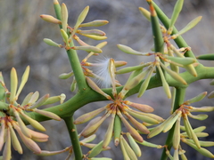 Hualania colletioides