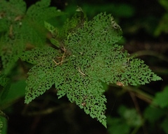 Sierra currant (Ribes bracteosum)