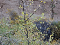Lycium boerhaviifolium