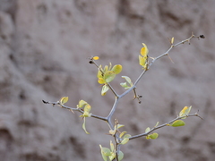 Lycium boerhaviifolium