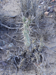 Tephrocactus articulatus