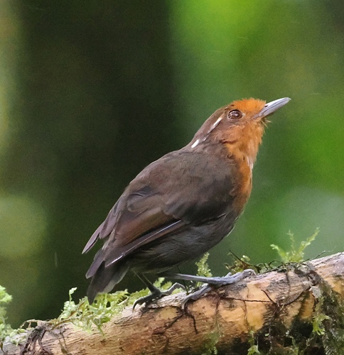 Chestnut-crowned Gnateater (Conopophaga castaneiceps), photo 10