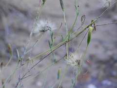 Porophyllum obscurum