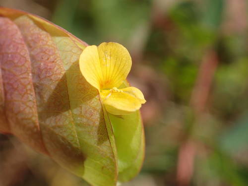 Bryaspis lupulina