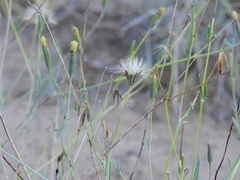 Porophyllum obscurum