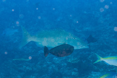 Lethrinus olivaceus