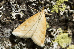 Udea lutealis