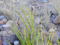Senna pachyrrhiza