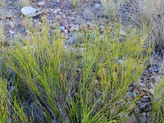 Senna pachyrrhiza, photograph Guillermo Debandi, CC BY, iNaturalist via GBIF