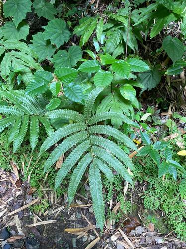 Pteris setulosocostulata iNat (3)