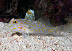 Fusigobius aureus