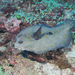 Pacific Peacock Flounder - Photo (c) Mark Rosenstein, some rights reserved (CC BY-NC-SA), uploaded by Mark Rosenstein