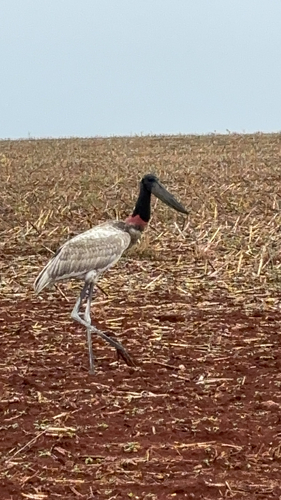 Jabiru