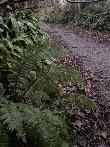 Polystichum setiferum