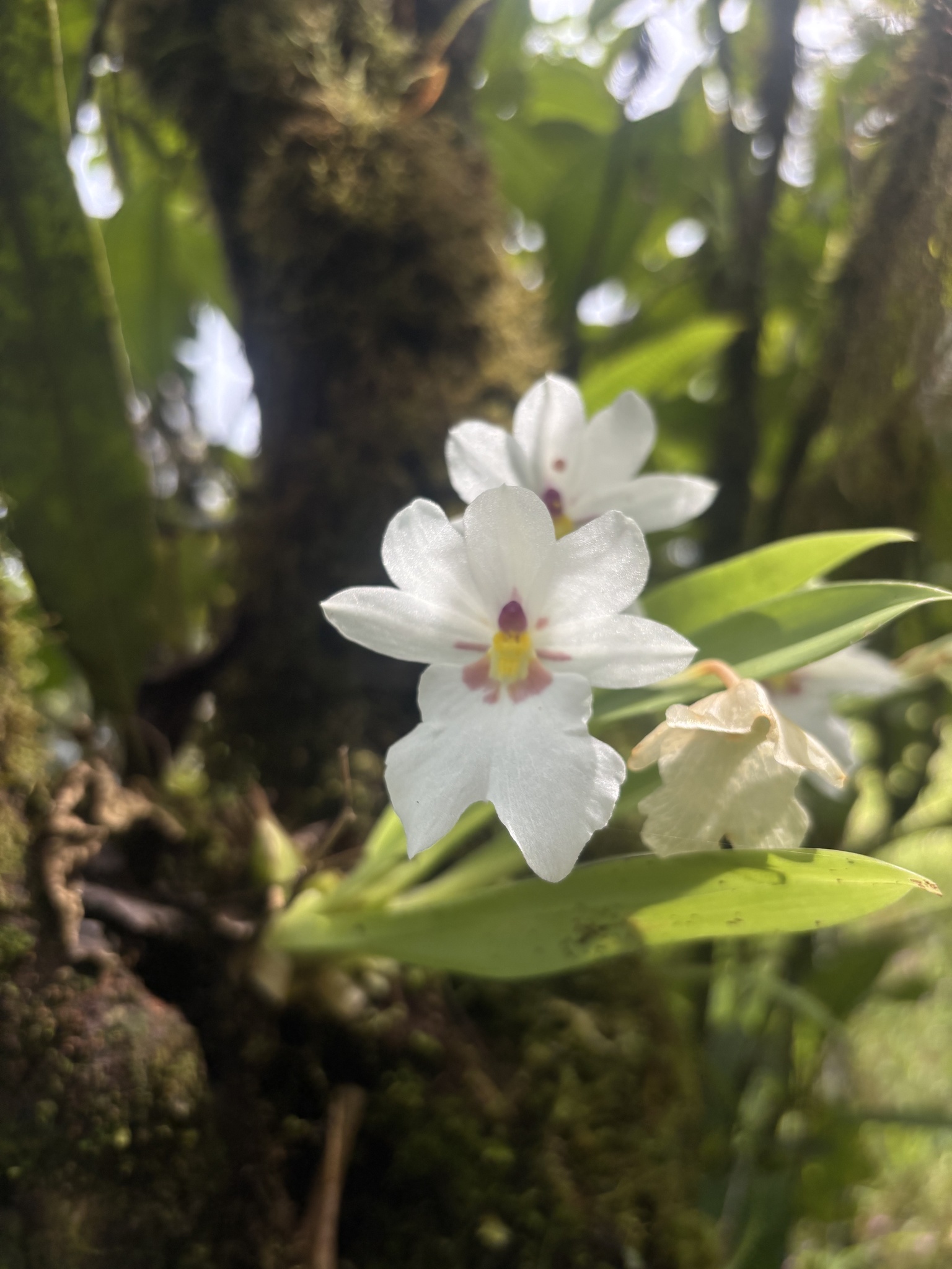 Miltoniopsis warscewiczii