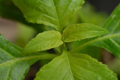 Salvia divinorum