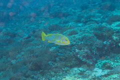 Plectorhinchus polytaenia