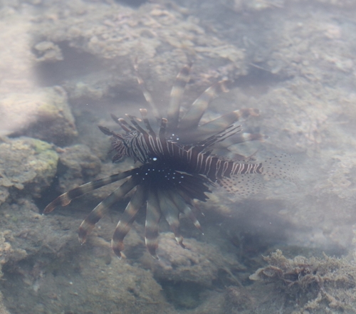 Pterois miles