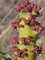 Euphorbia caducifolia