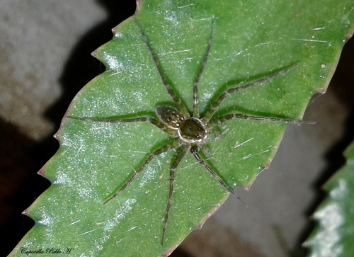 nursery web spiders