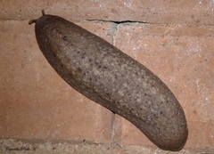 Phyllocaulis variegatus