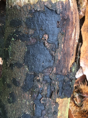 Biscogniauxia nummularia