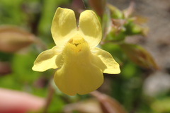Erythranthe lagunensis