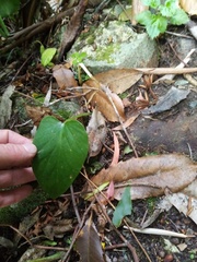 Cardiocrinum giganteum