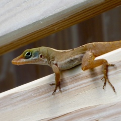 Anolis wattsii